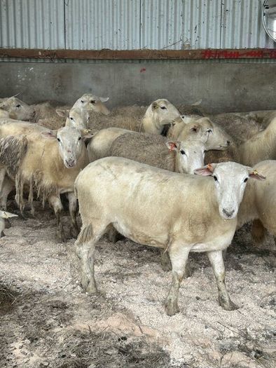 20 Easycare Hoggets