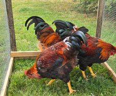 Poultry