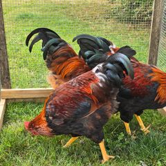 Poultry
