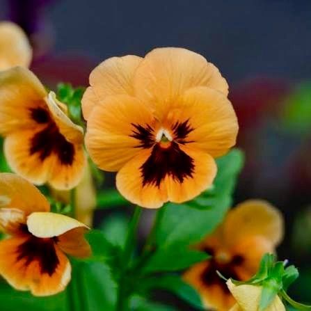 Orange Viola Pansy seeds