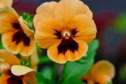 Orange Viola Pansy seeds