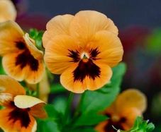 Orange Viola Pansy seeds