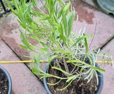 Lavandula