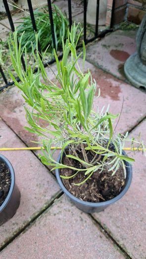 Lavandula