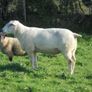Belclare , 5 Star Ram ,Ewe Hoggets Image 7
