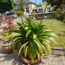 agapanthus Image 2