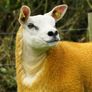 Texel ewe lambs & gimmers for sale privately Image 7