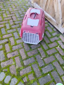 dog box