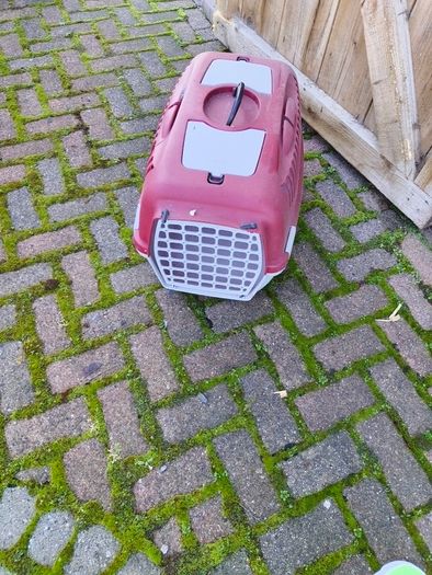 dog box