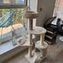 Cat Tree Image 4