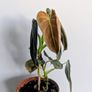 Philodendron Melano Plant Image 3