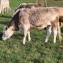 Incalf Charlie Heifers Image 9