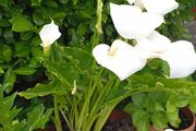 Large pot lilies