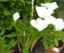 Large pot lilies