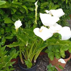 Large pot lilies