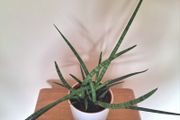 Healthy Sansevieria Cylindrica (African Spear) in Ceramic Pot