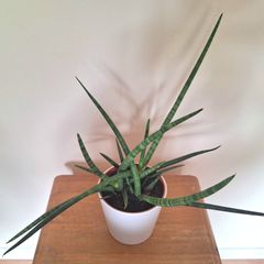 Healthy Sansevieria Cylindrica (African Spear) in Ceramic Pot