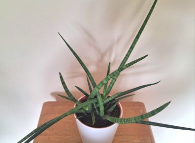 Healthy Sansevieria Cylindrica (African Spear) in Ceramic Pot