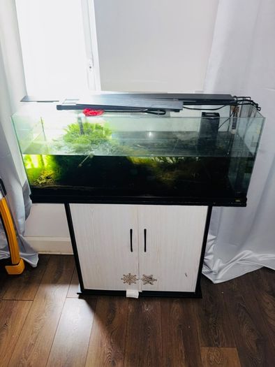 fish tank aquarium