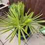 Palm tree for the garden or terrace Image 3