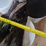 fish tank wood Image 2