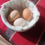hatching eggs Image 3