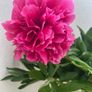 Peony flower Image 10