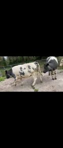 4 Belgian Blue in calf Heifers