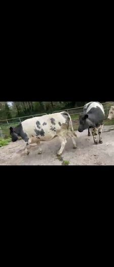 4 Belgian Blue in calf Heifers