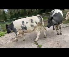 4 Belgian Blue in calf Heifers