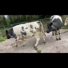 4 Belgian Blue in calf Heifers
