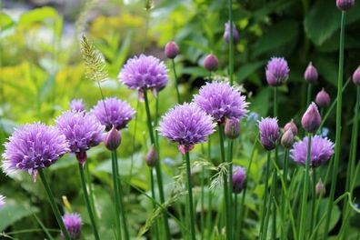 Chives x 5 bulbs