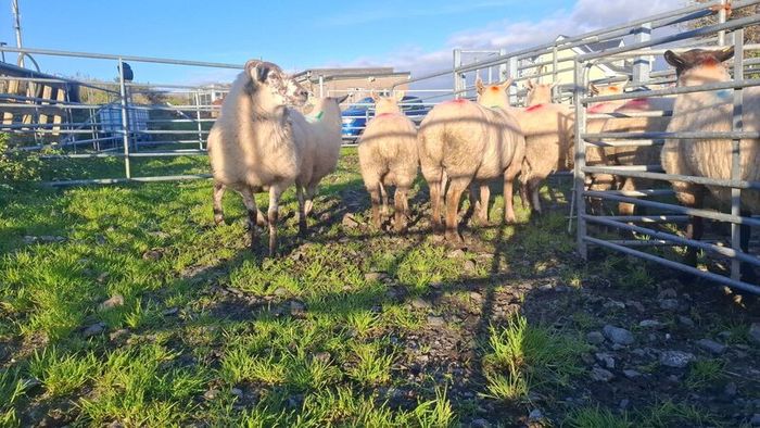 Price Drop  Hogget ewes