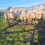 Price Drop  Hogget ewes Image 4