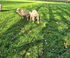 Dorset Rams
