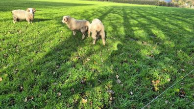 Dorset Rams