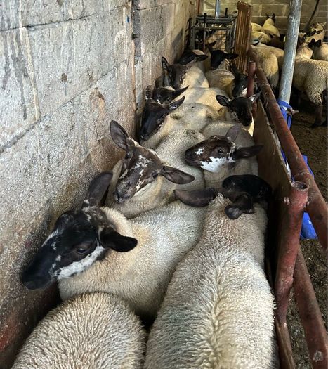 Fully Organic Speckled Face Ewe Lambs