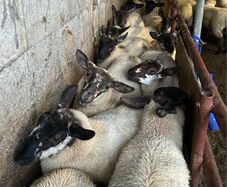 Fully Organic Speckled Face Ewe Lambs