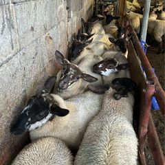Fully Organic Speckled Face Ewe Lambs