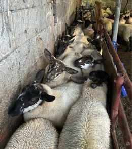 Fully Organic Speckled Face Ewe Lambs