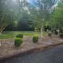 Lot  37  Garden Shrubs 500  (Box & Pittosporum) Image 7