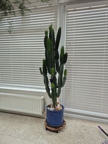 Euphorbia ingens / eritrea (Candelabra Tree / Cowboy Cactus) Heigh 5feet