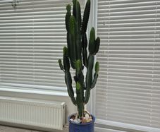 Euphorbia ingens / eritrea (Candelabra Tree / Cowboy Cactus) Heigh 5feet