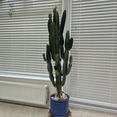 Euphorbia ingens / eritrea (Candelabra Tree / Cowboy Cactus) Heigh 5feet