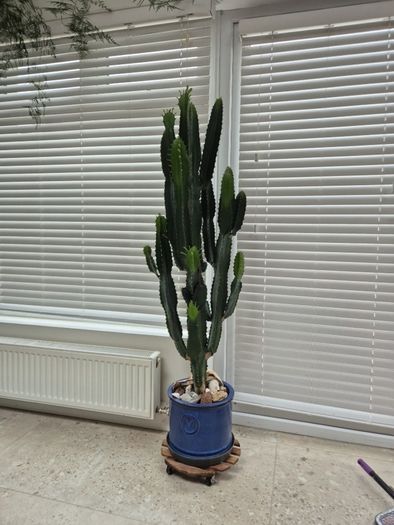 Euphorbia ingens / eritrea (Candelabra Tree / Cowboy Cactus) Heigh 5feet