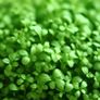 Garden Cress Seeds Image 2