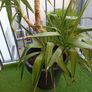 small palm tree potted for sale Image 3