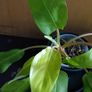 Philodendron Malaya Gold - Image 2