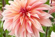 Dhalia Labyrinth