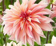 Dhalia Labyrinth